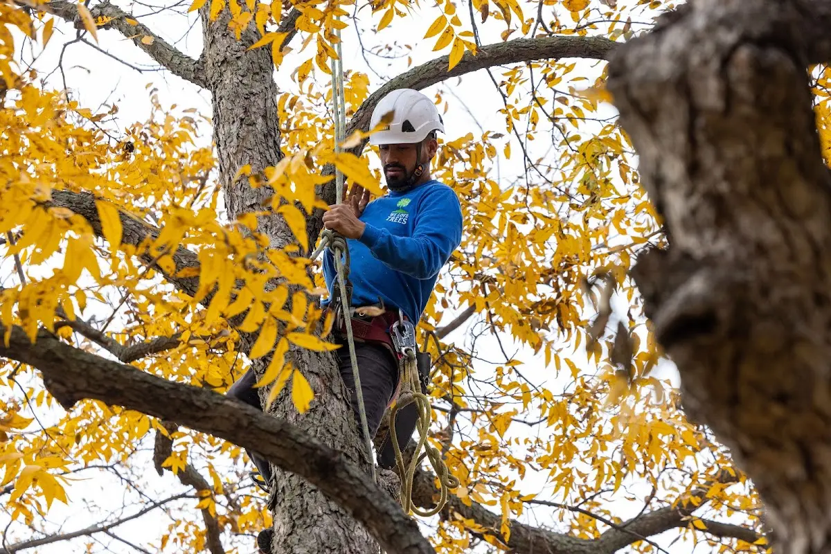 Skilled Tree Planing crew working in Scottsburg