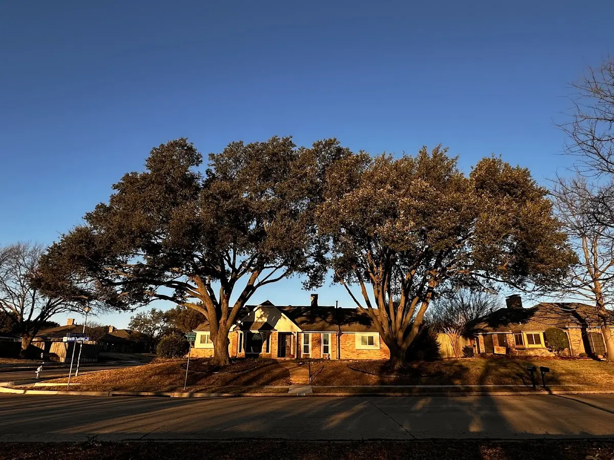 Established residential canopy tree shading a home in Scottsburg